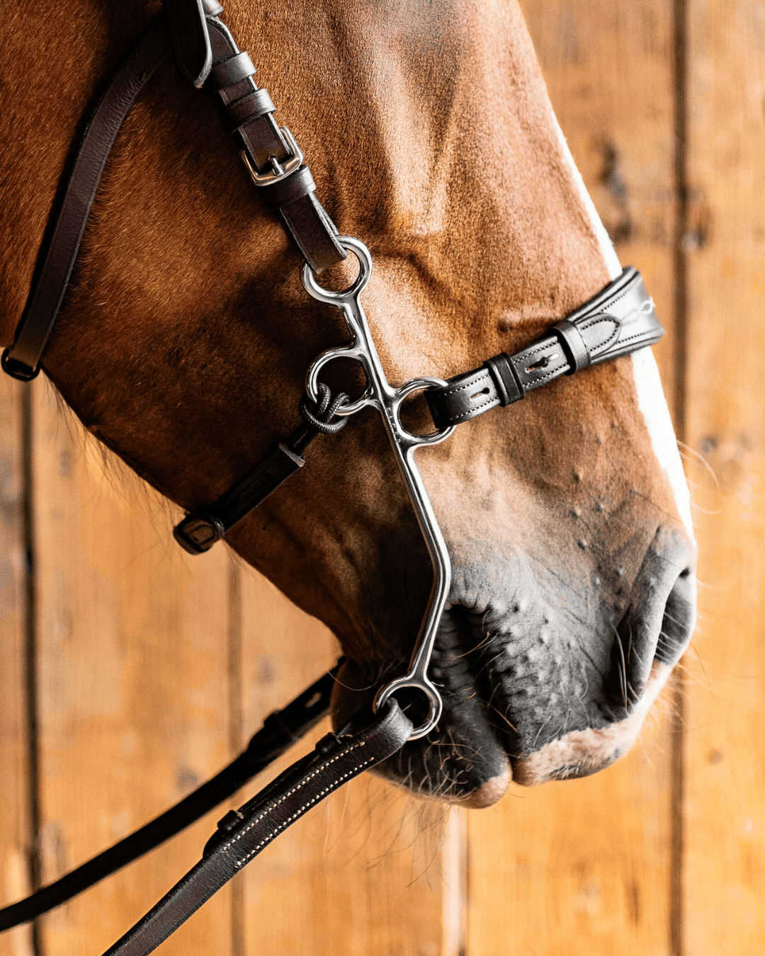 Hackamore